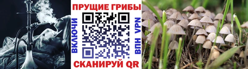 маркетплейс клад  блэк спрут ССЫЛКА  Лесной  Псилоцибиновые грибы Psilocybe 